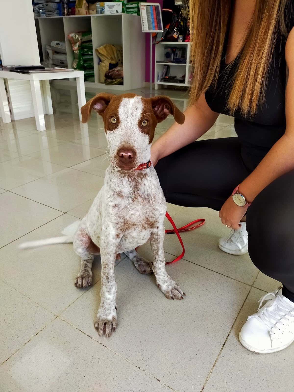 centro veterinario cania veterinario centro en telde en las palmas principalImage ADOPTA Sitios Pet Friendly