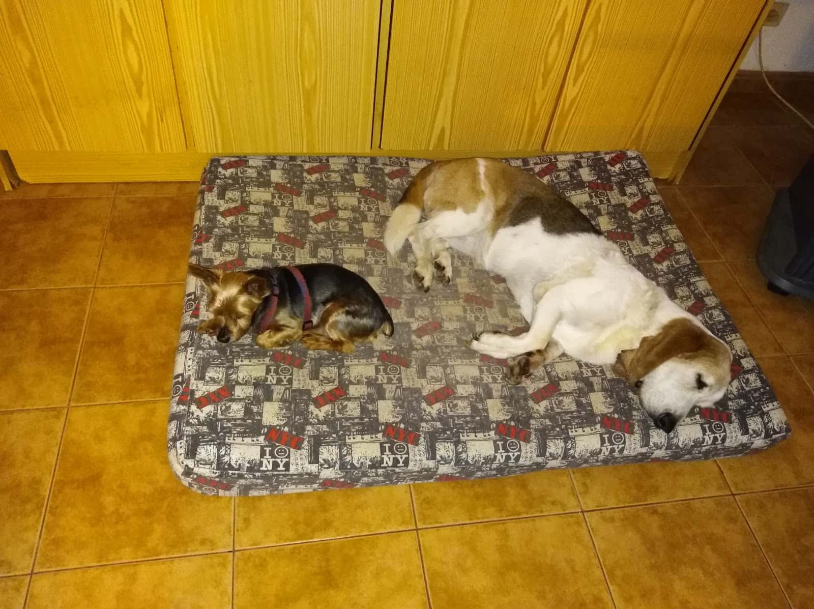 Centro Veterinario San Juan