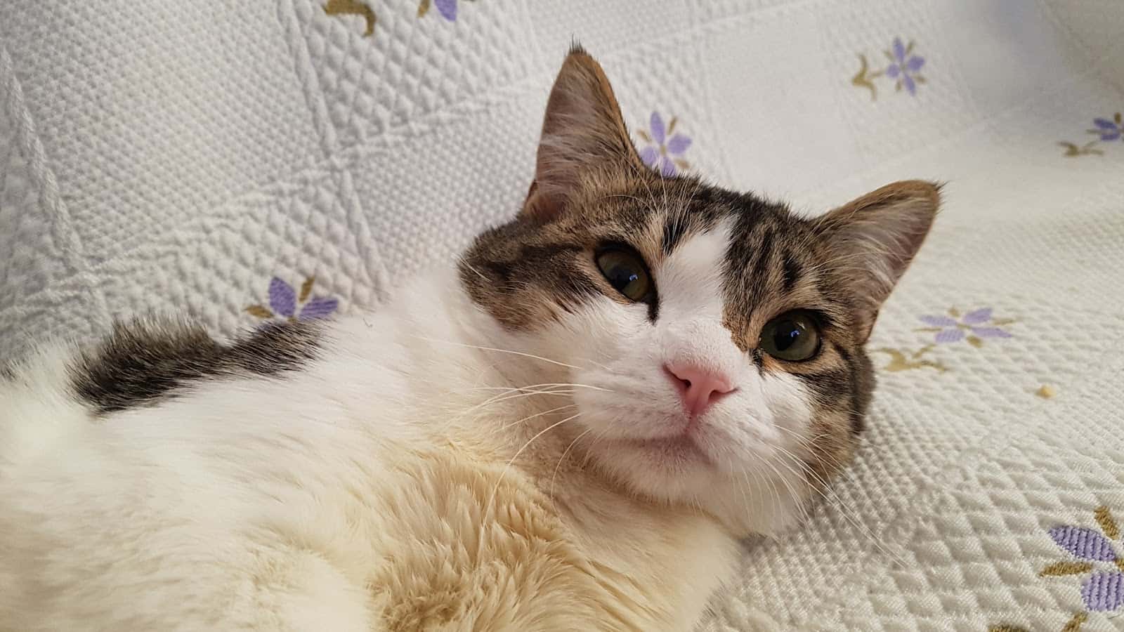 Telemascota