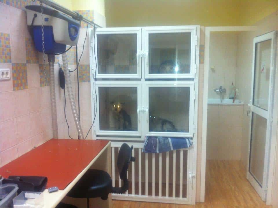 Telemascota