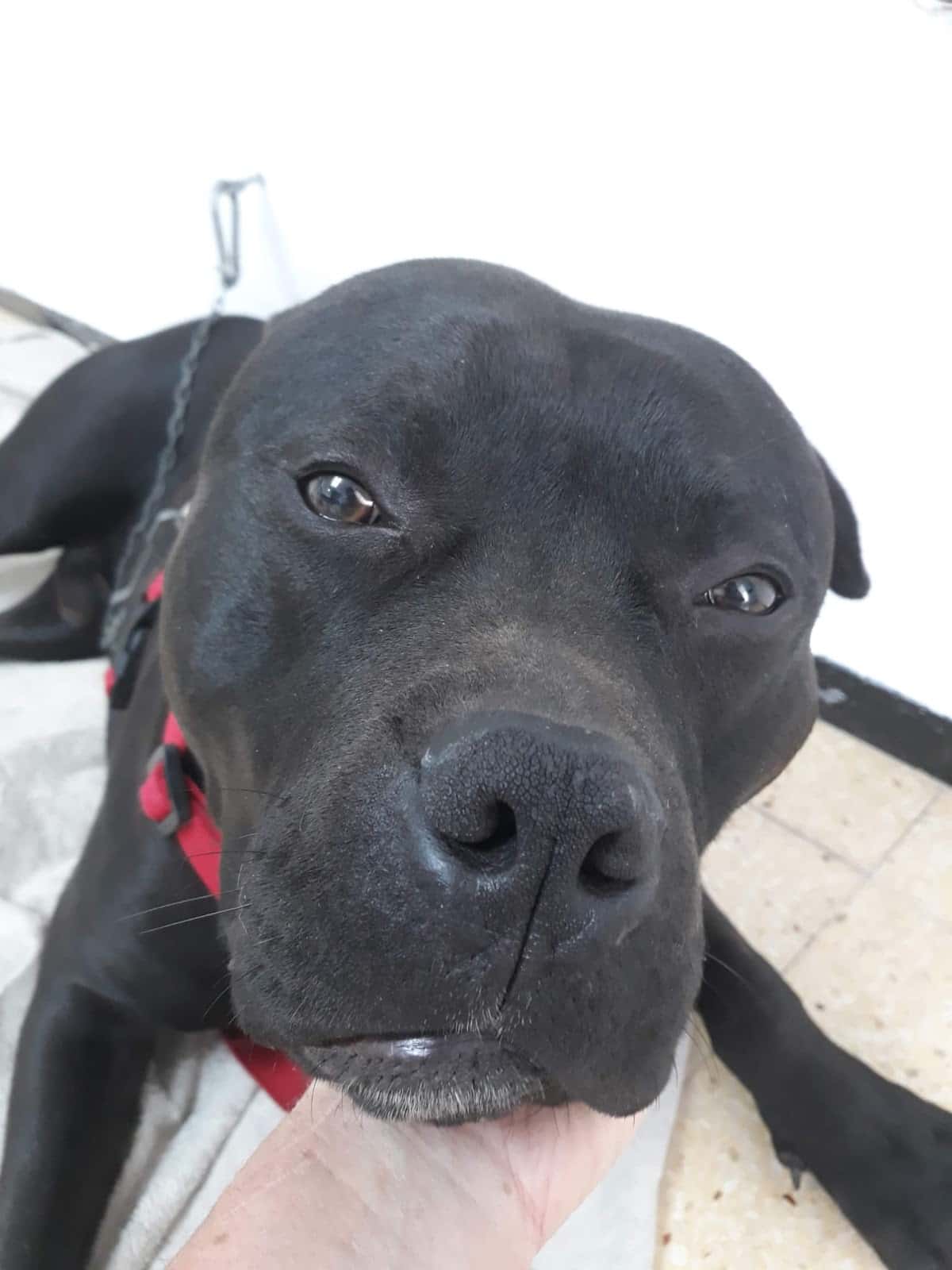 Telemascota