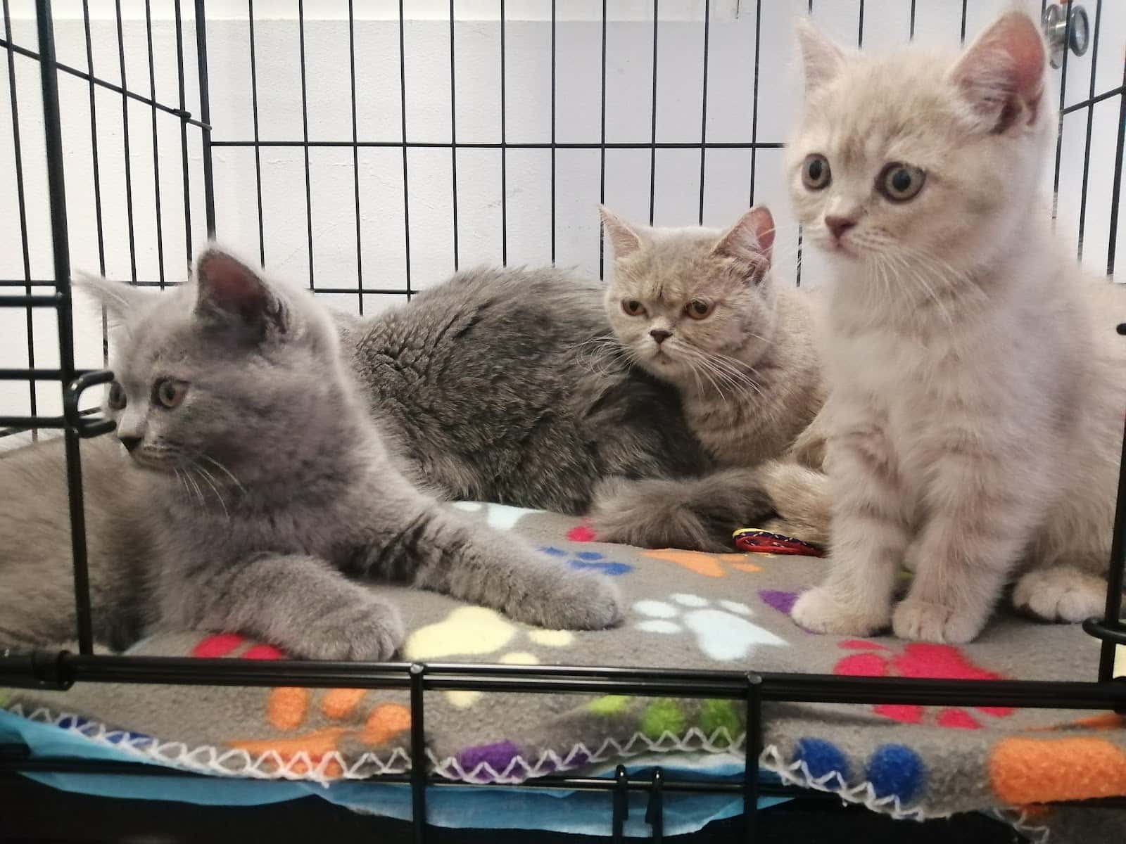 Vetsalud Telde