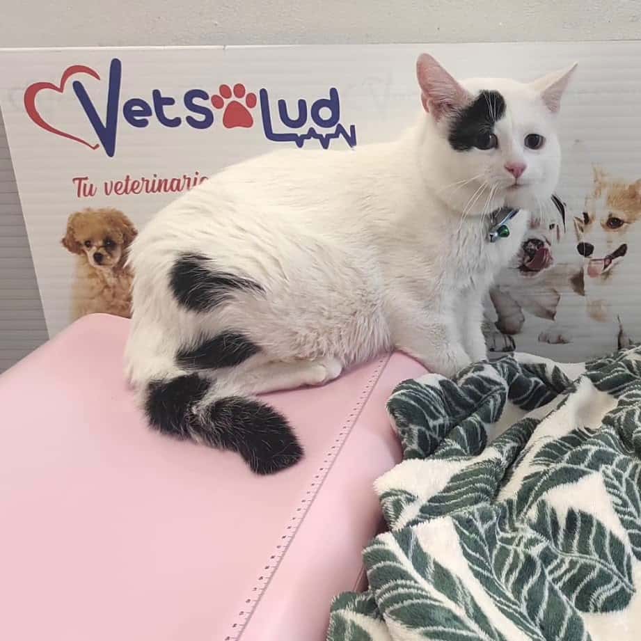 Vetsalud Telde
