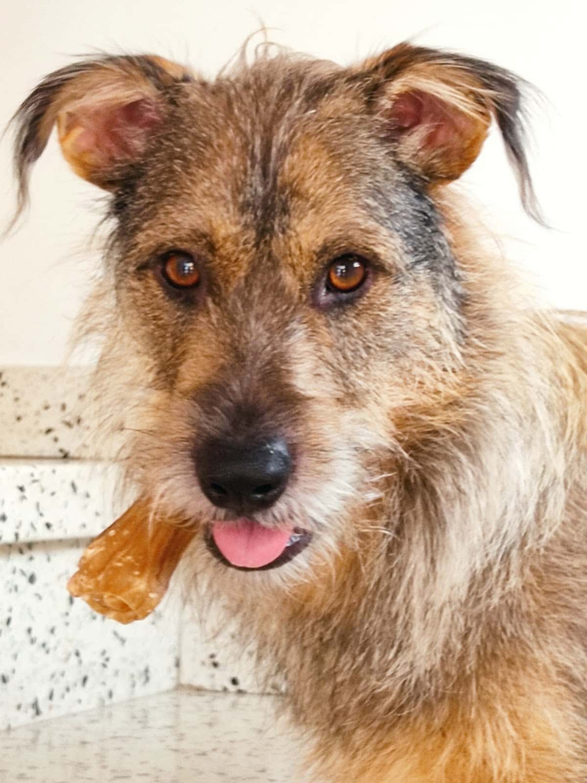 medivet carrizal veterinario centro en carrizal en las palmas principalImage ADOPTA Sitios Pet Friendly
