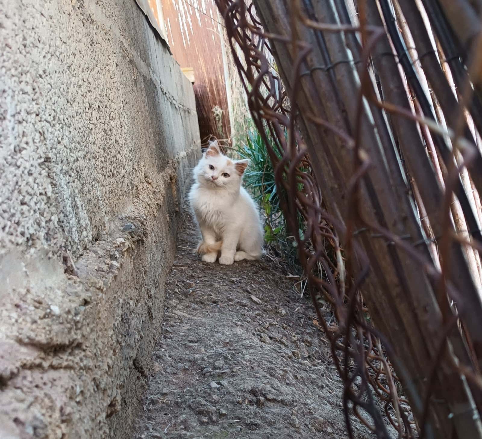 veterinario equus veterinario centro en valsequillo en las palmas principalImage ADOPTA Sitios Pet Friendly
