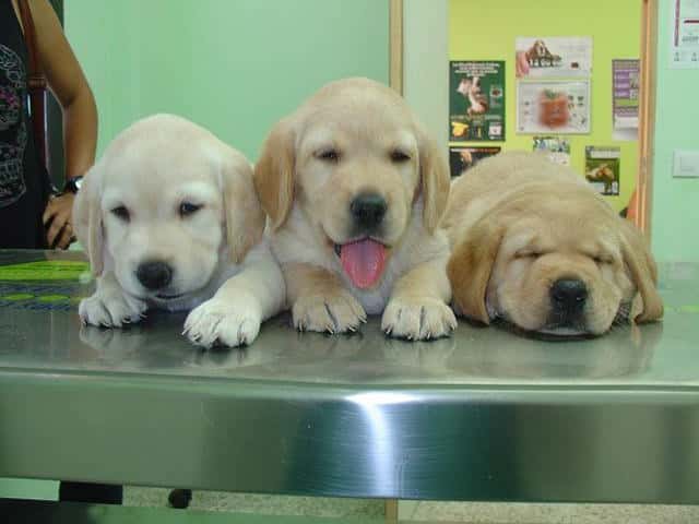 Consulta Veterinaria Acueducto