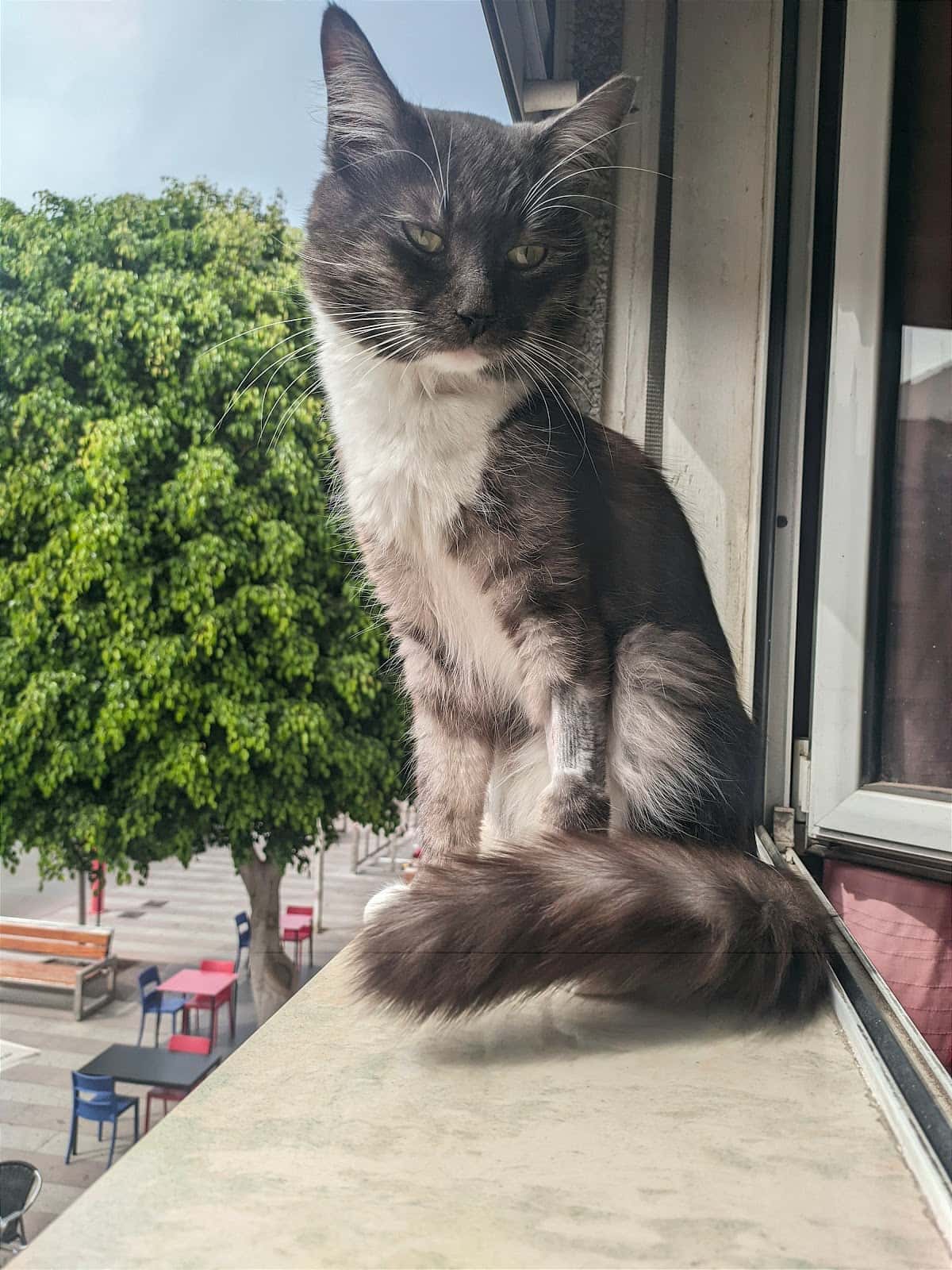 Clínica Veterinaria Cruce de Arinaga