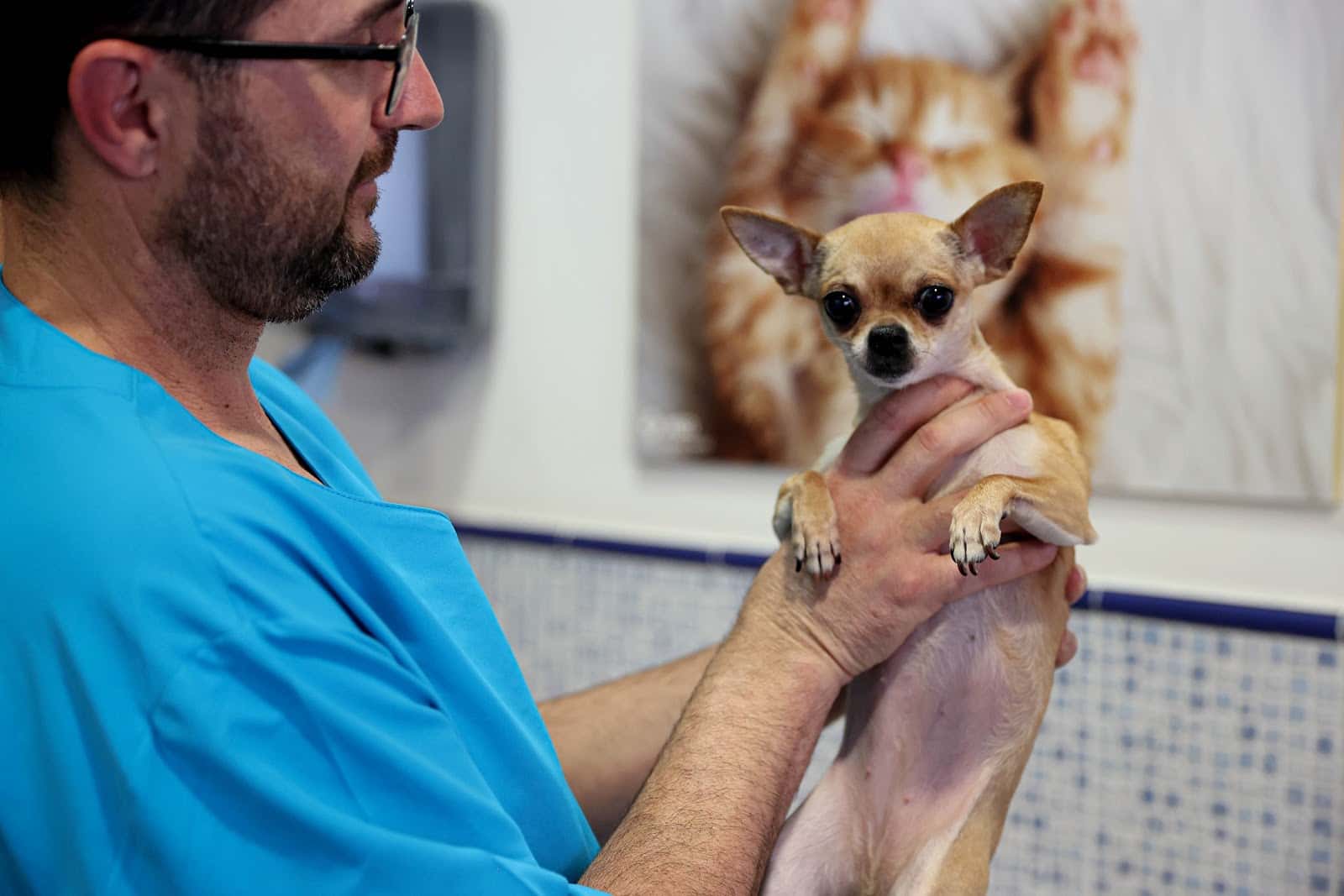 clinica veterinaria cruce de arinaga veterinario clinica en cruce de arinaga en las palmas principalImage ADOPTA Sitios Pet Friendly