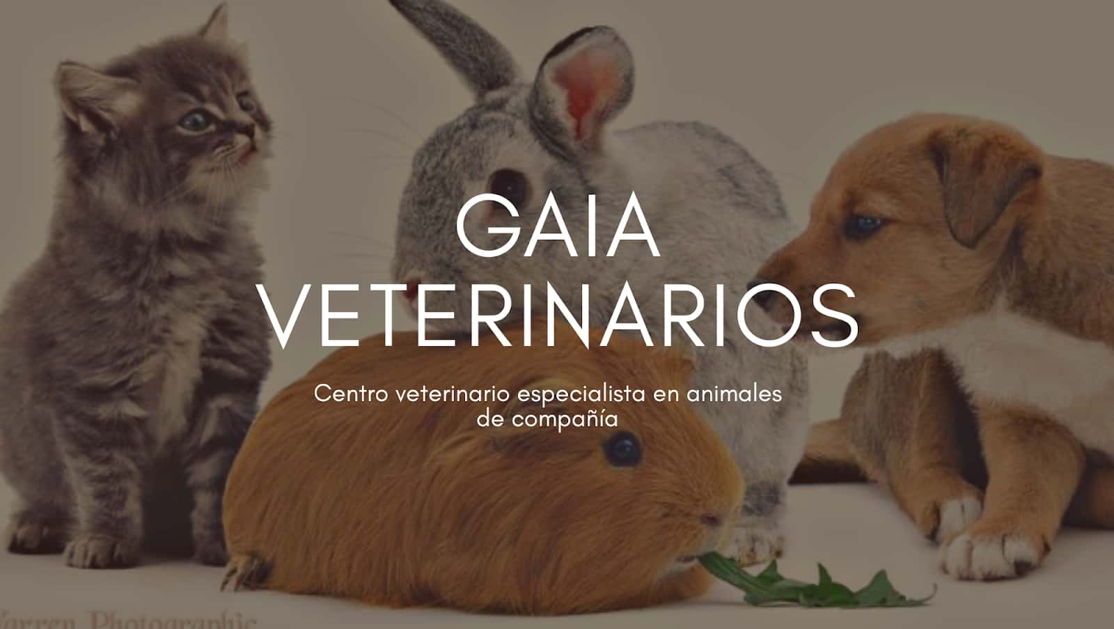 clinica veterinaria gaia veterinario clinica en vecindario en las palmas principalImage ADOPTA Sitios Pet Friendly