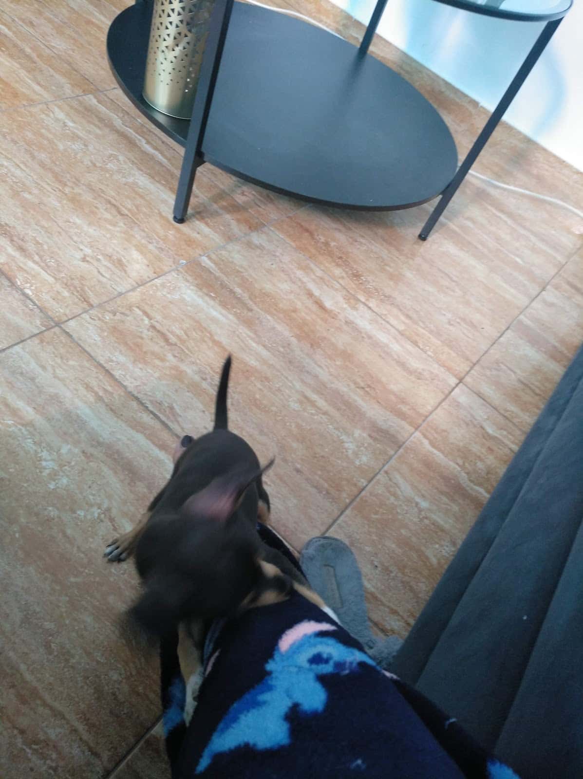 Clínica Veterinaria Jinamar