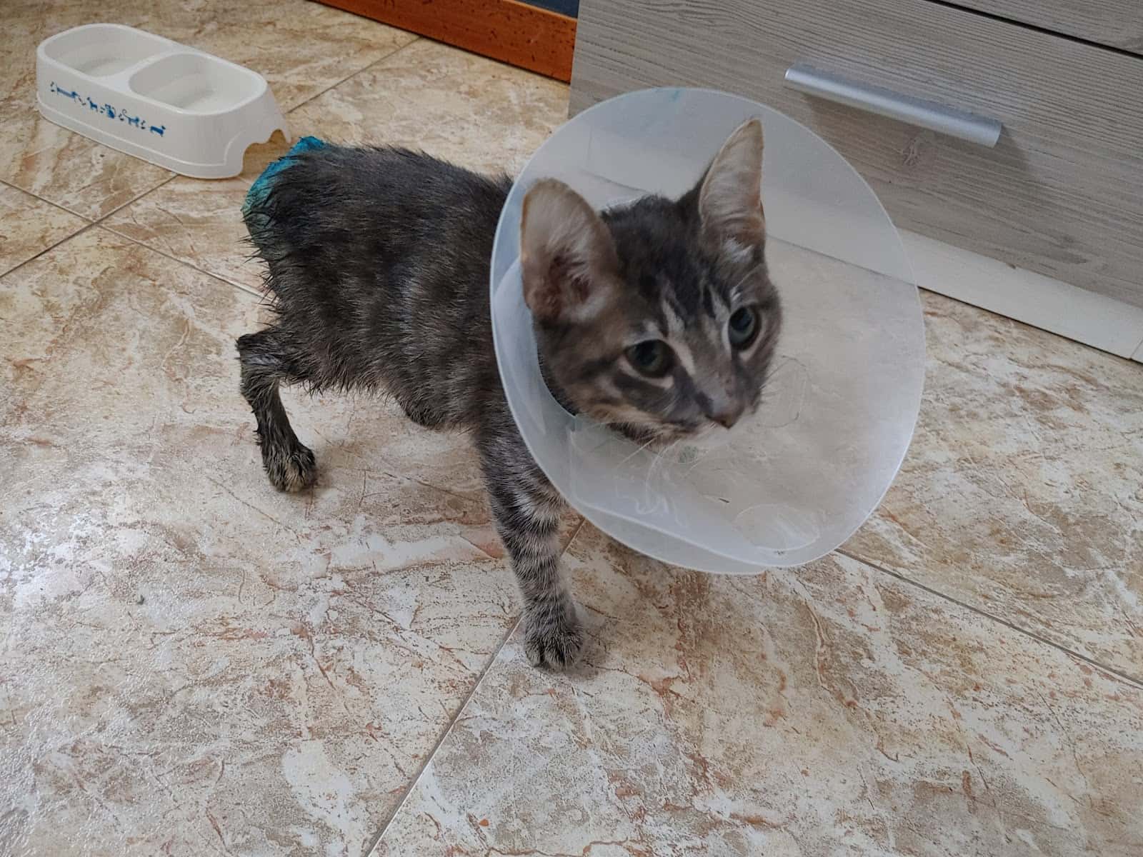 Clinica Veterinaria Maxocan