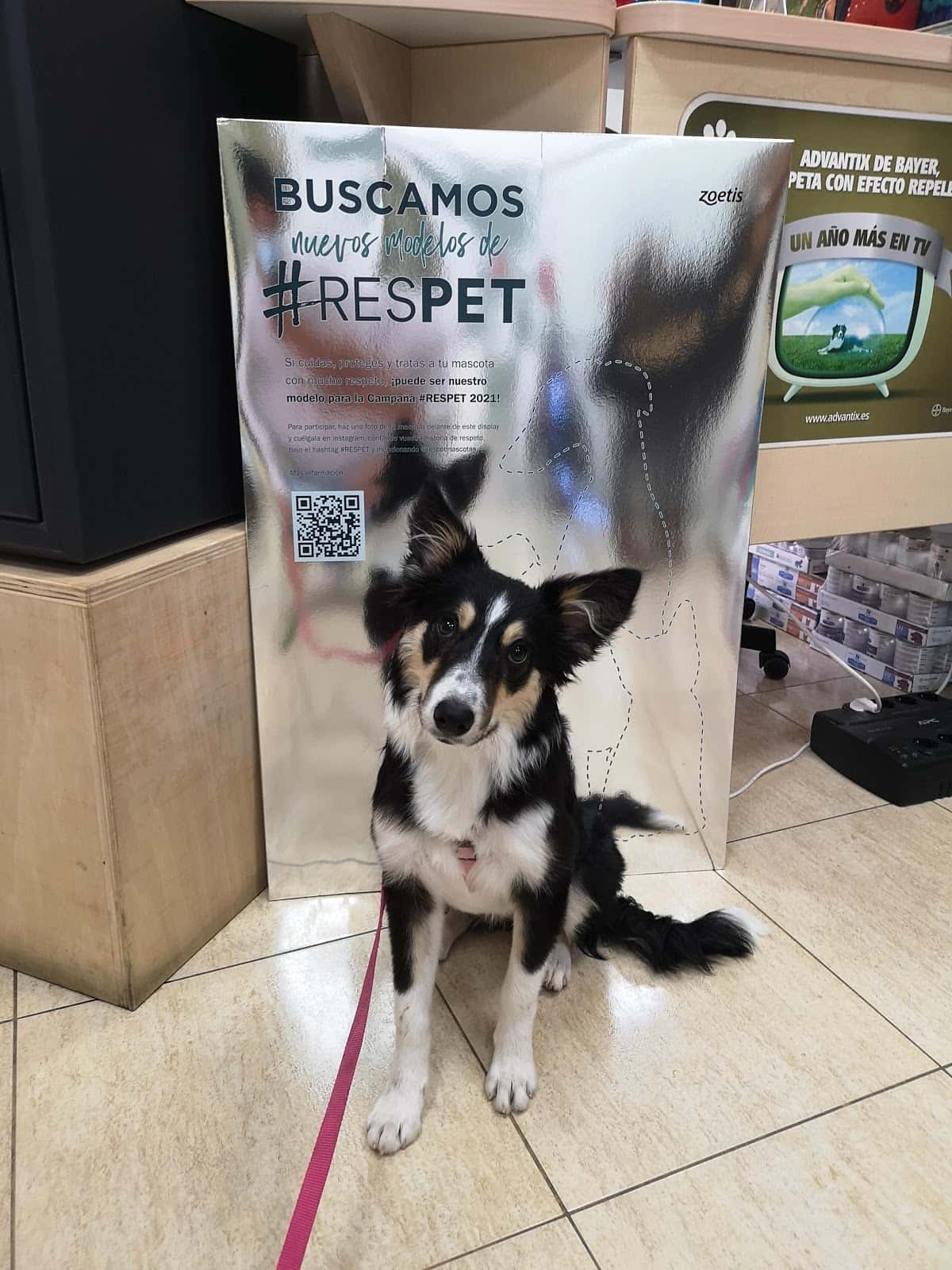 Medivet Puerto del Rosario