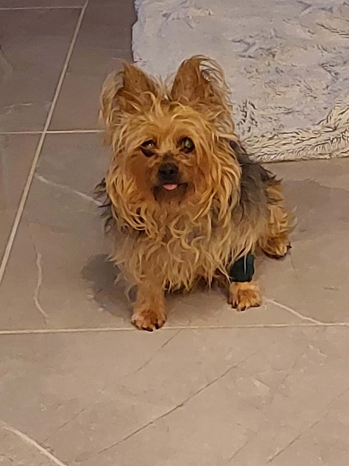 medivet puerto del rosario veterinario centro en puerto del rosario en las palmas principalImage ADOPTA Sitios Pet Friendly