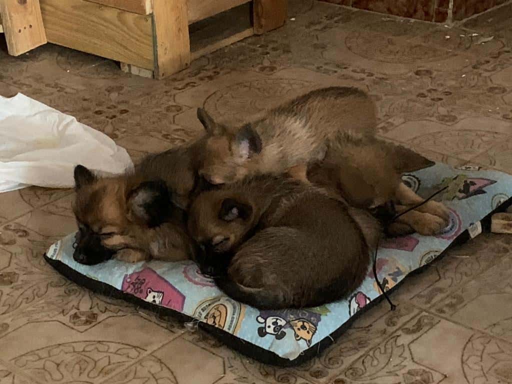 Clínica Veterinaria Bichos