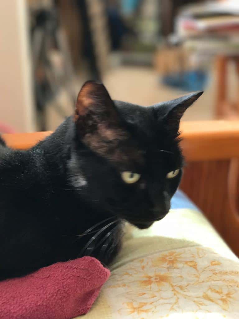 Clínica Veterinaria Bichos