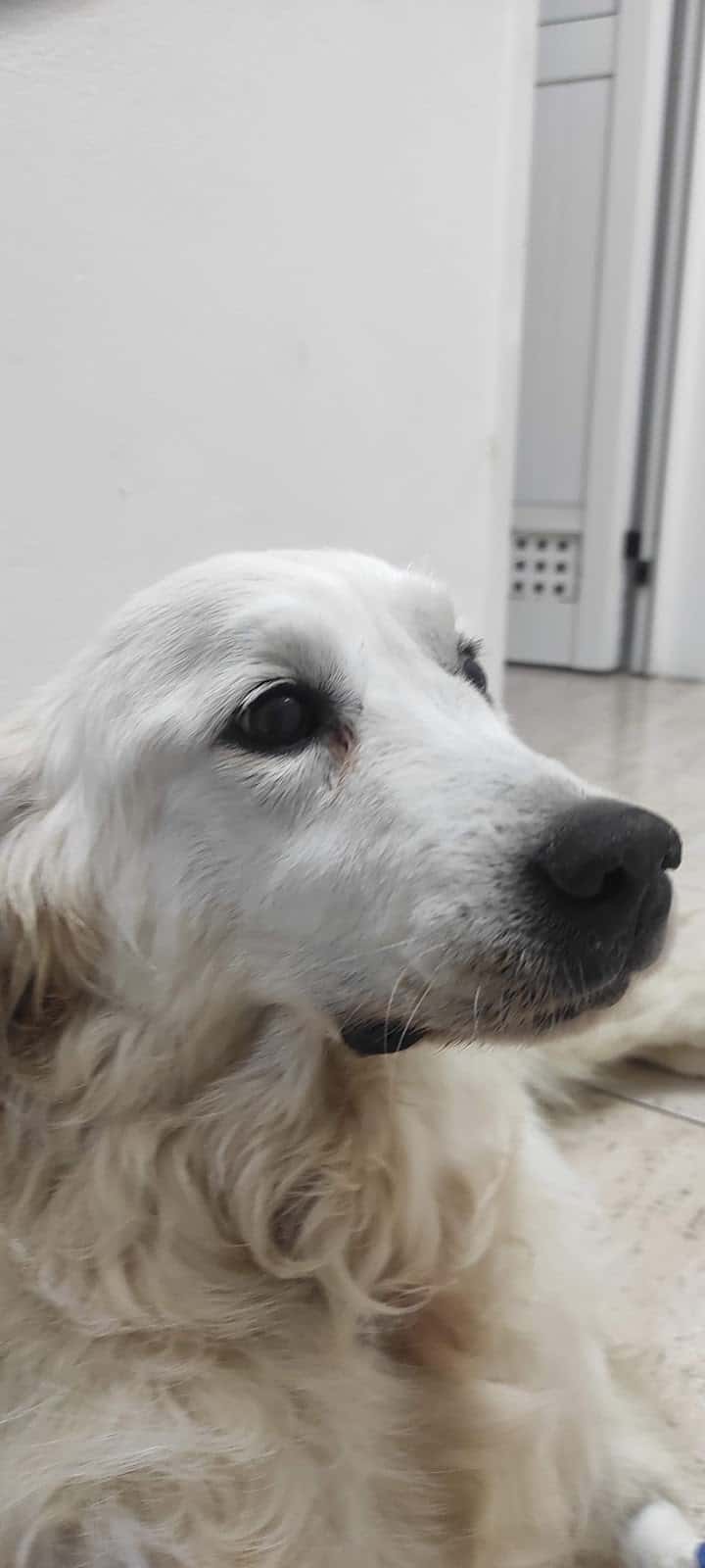 clinica veterinaria bichos veterinario clinica en puerto del rosario en las palmas principalImage ADOPTA Sitios Pet Friendly
