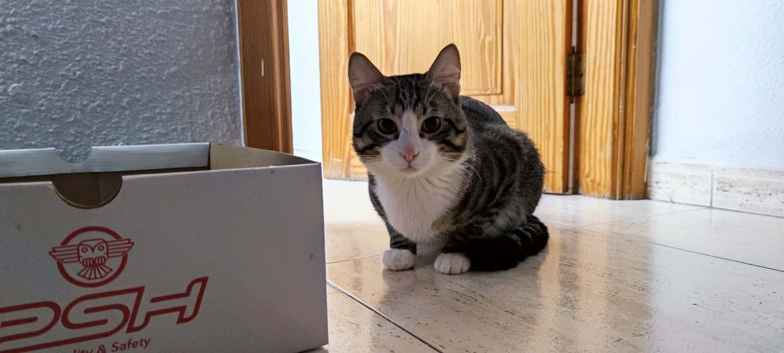Clínica Veterinaria Agaete