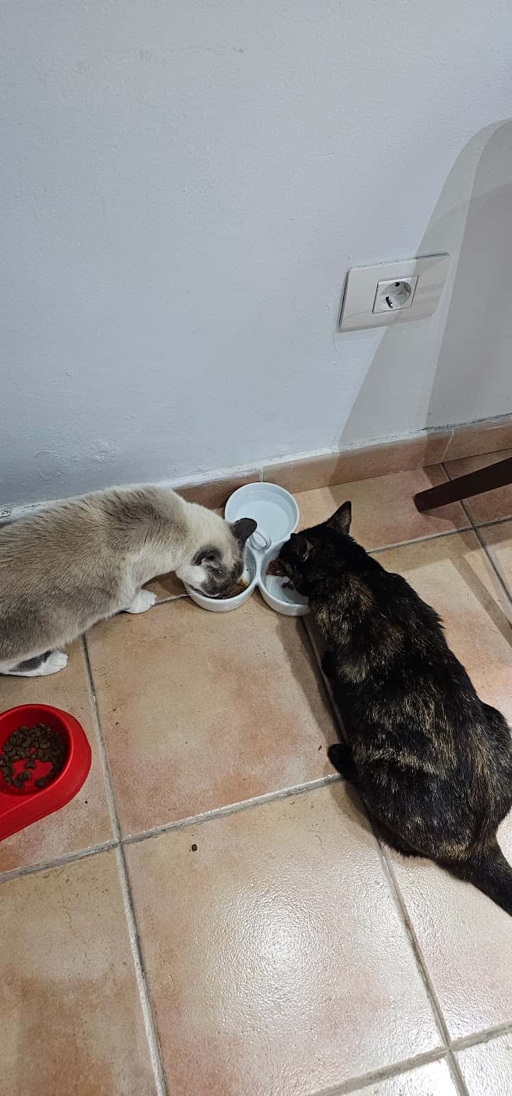 Clínica Veterinaria Agaete