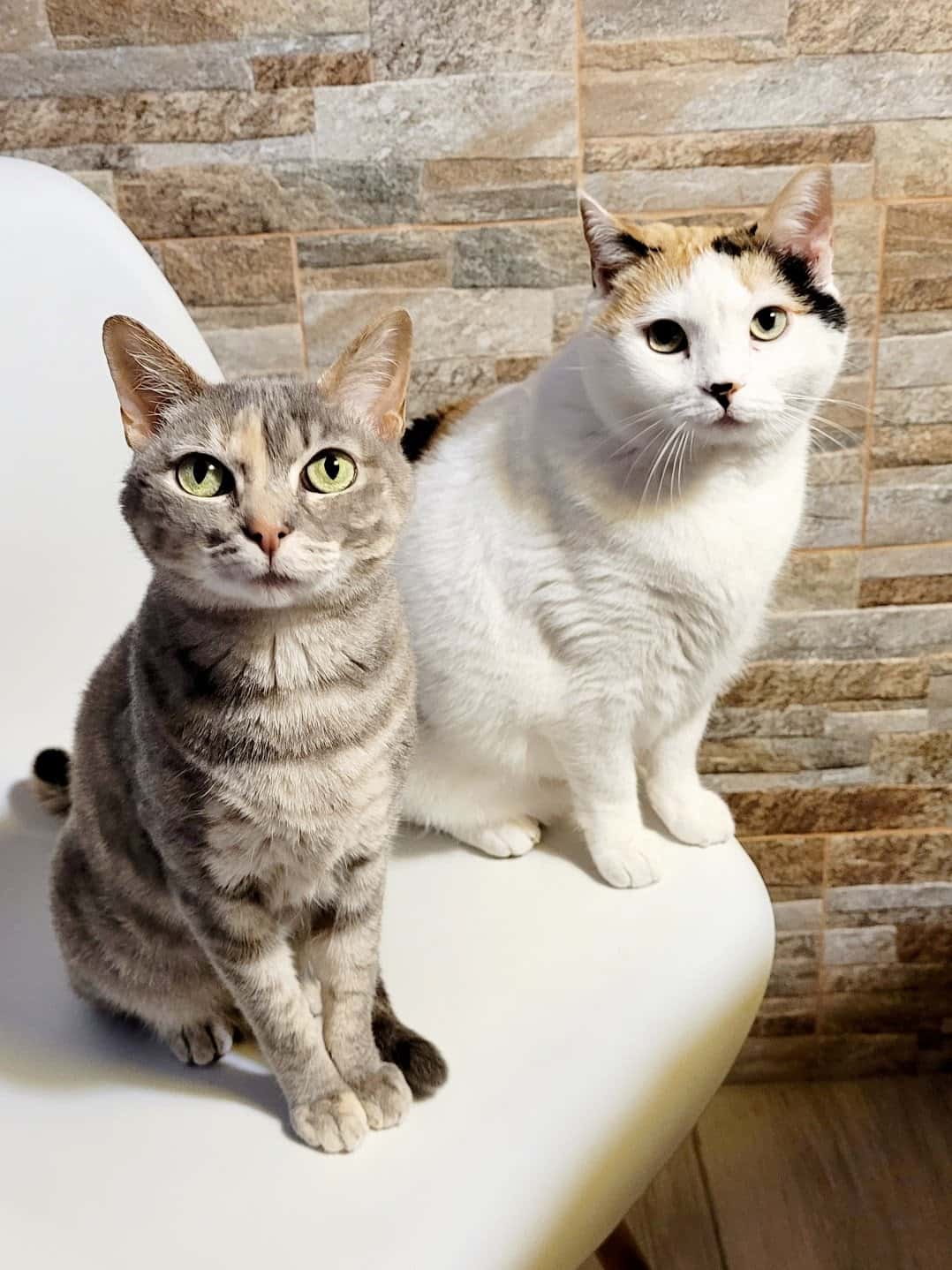 Centro Veterinario Criacanarias