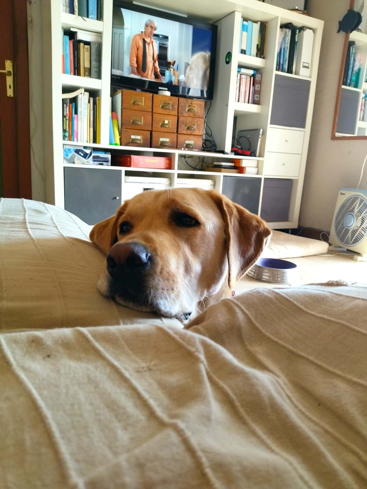 Centro Veterinario Playa Honda