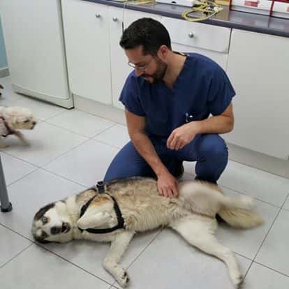 Urgencias Veterinarias Lanzarote - Maskotas
