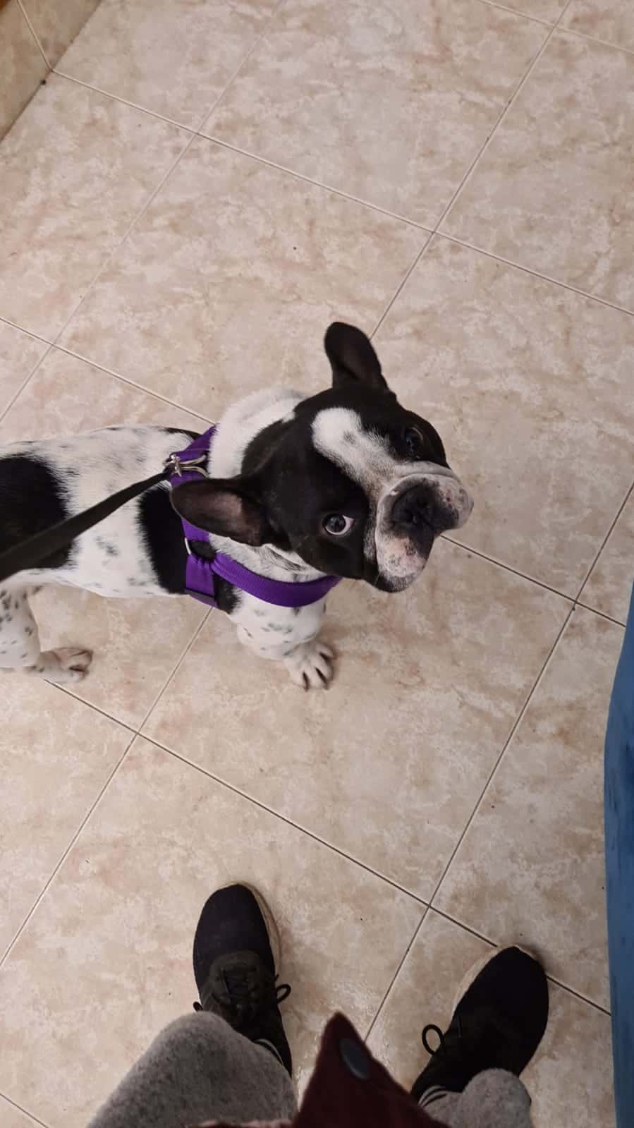 Clínica Veterinaria Arrecife