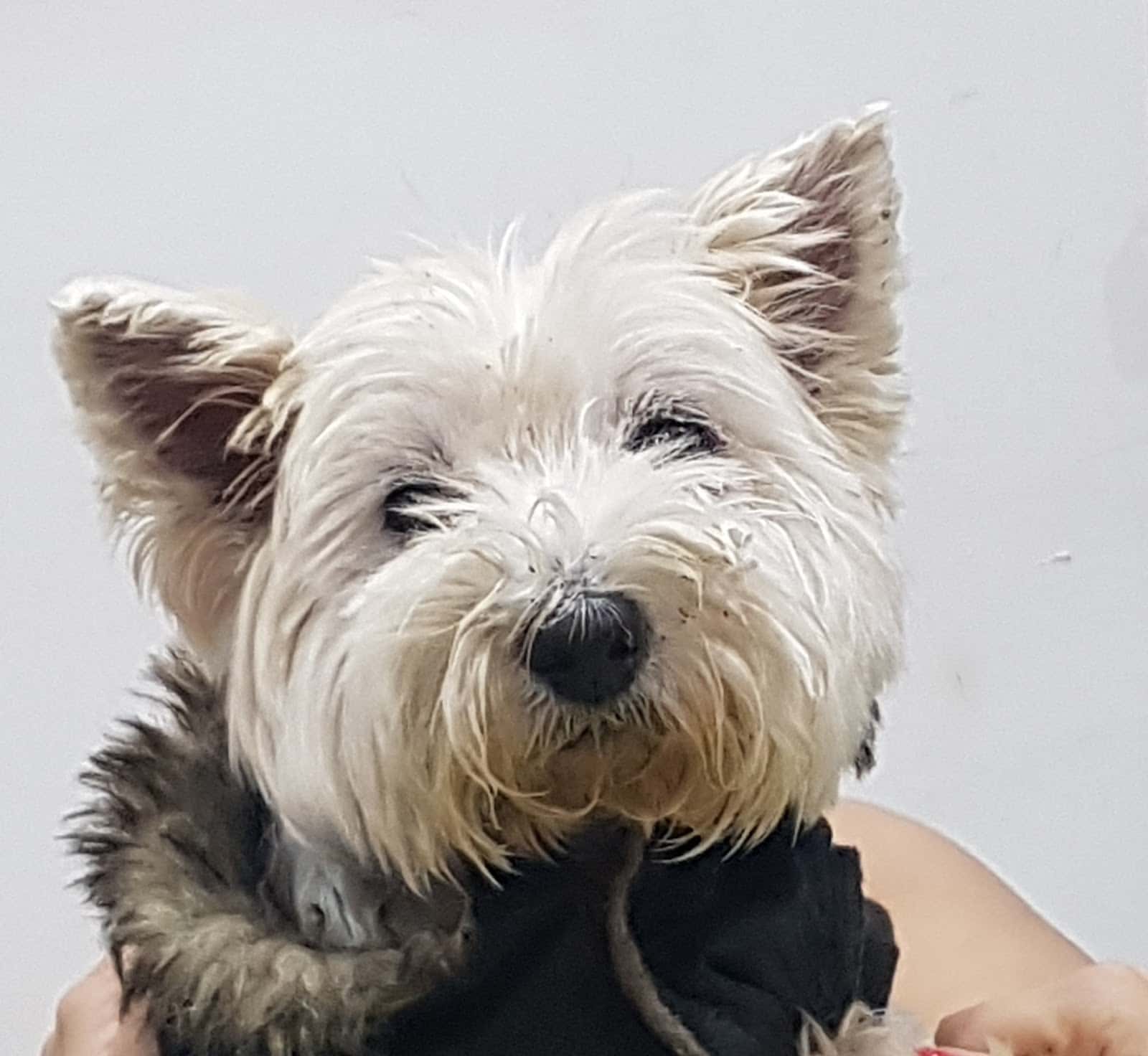 Clínica Veterinaria Arucas