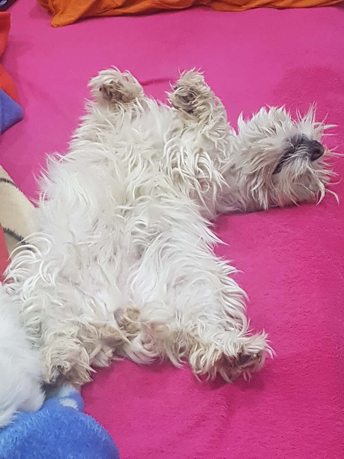 Clínica Veterinaria Arucas