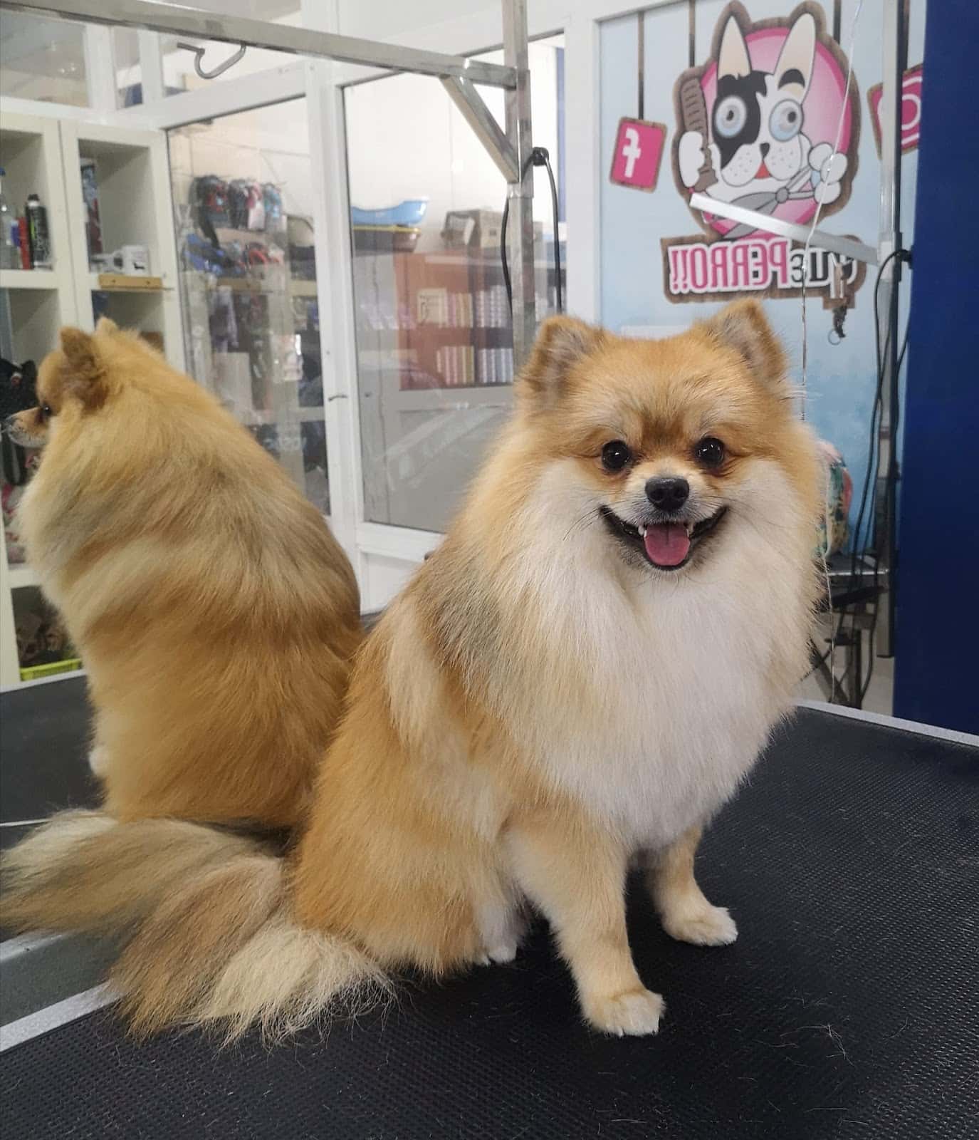QuePerro!