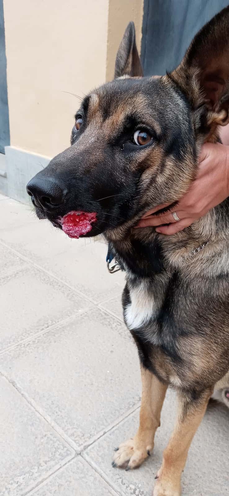 Clínica Veterinaria Santidad