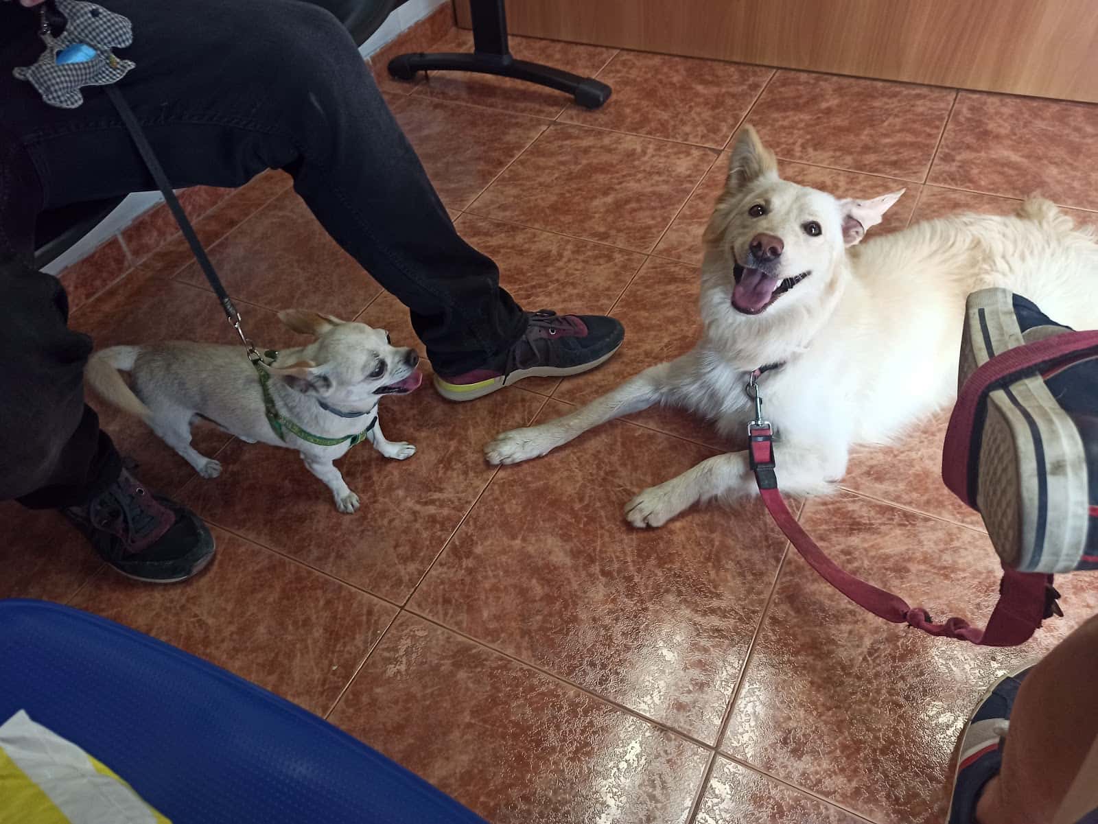 Clínica Veterinaria Santidad