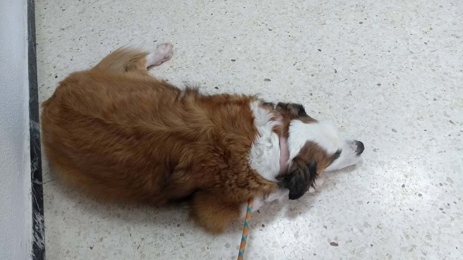 Consulta Veterinaria La Heredad