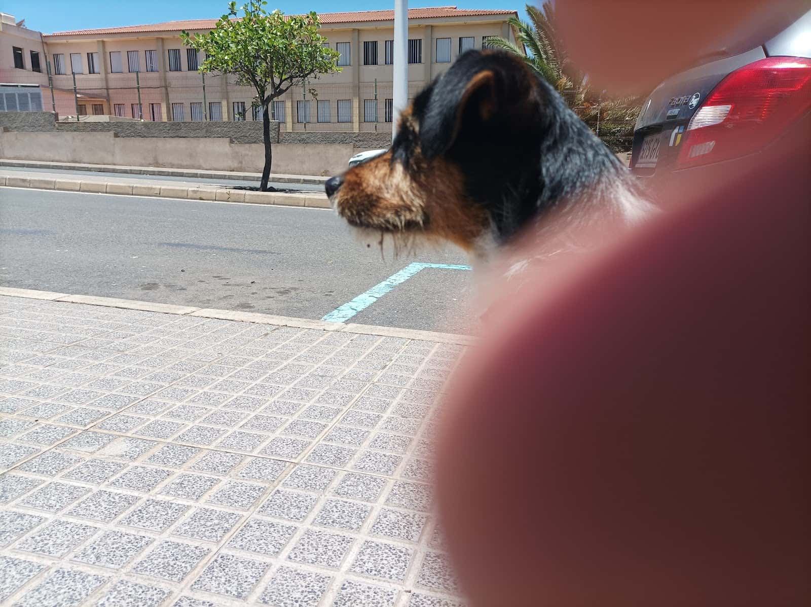 clinica veterinaria santa maria de guia veterinario clinica en guia en las palmas principalImage ADOPTA Sitios Pet Friendly