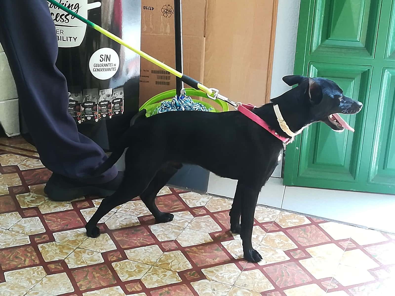 el guirre moya veterinario centro en moya en las palmas photo undefined ADOPTA Sitios Pet Friendly