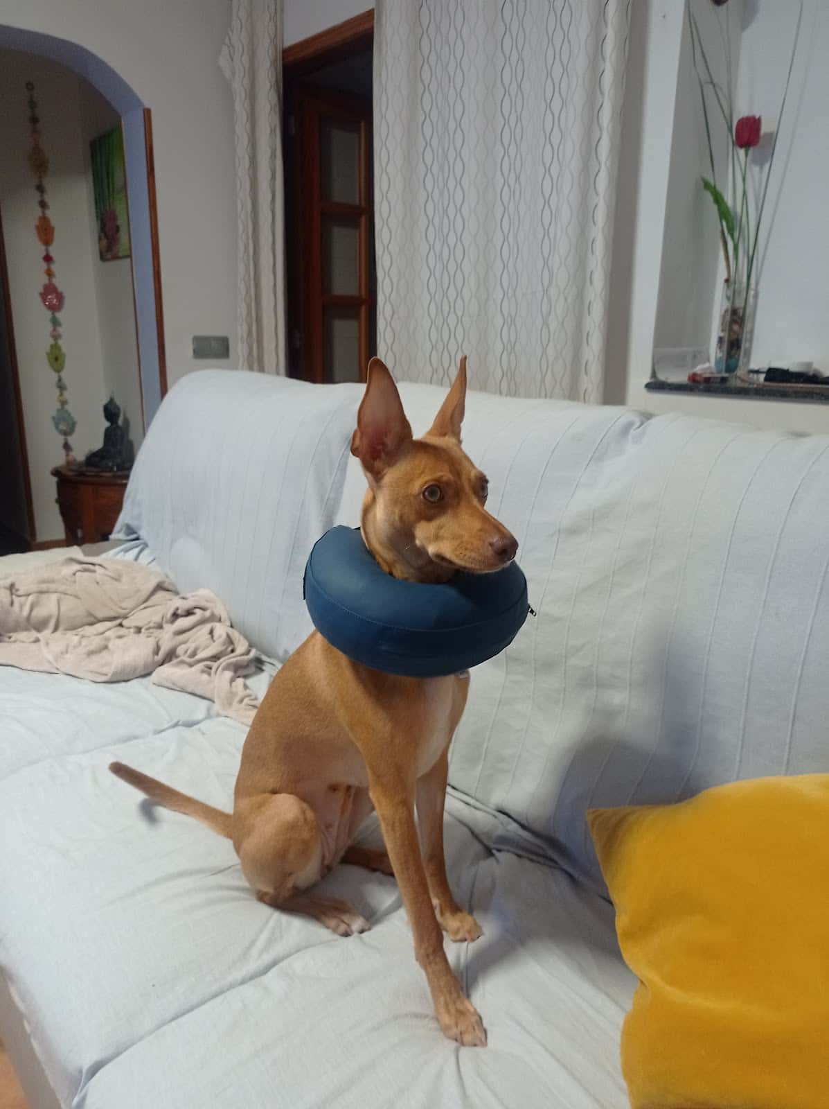 Clínica Veterinaria Afircan