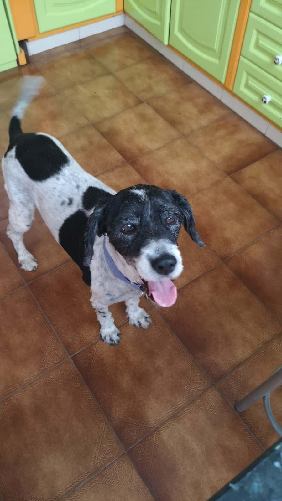 Clínica Veterinaria Afircan