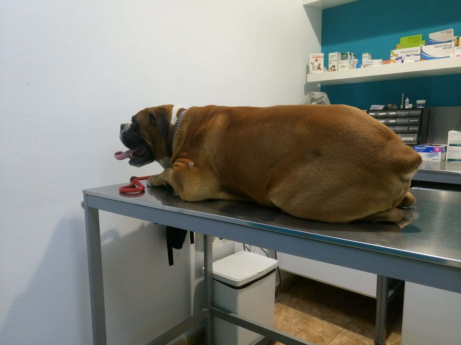 clinica veterinaria afircan veterinario clinica en la cruz en las palmas photo undefined ADOPTA Sitios Pet Friendly