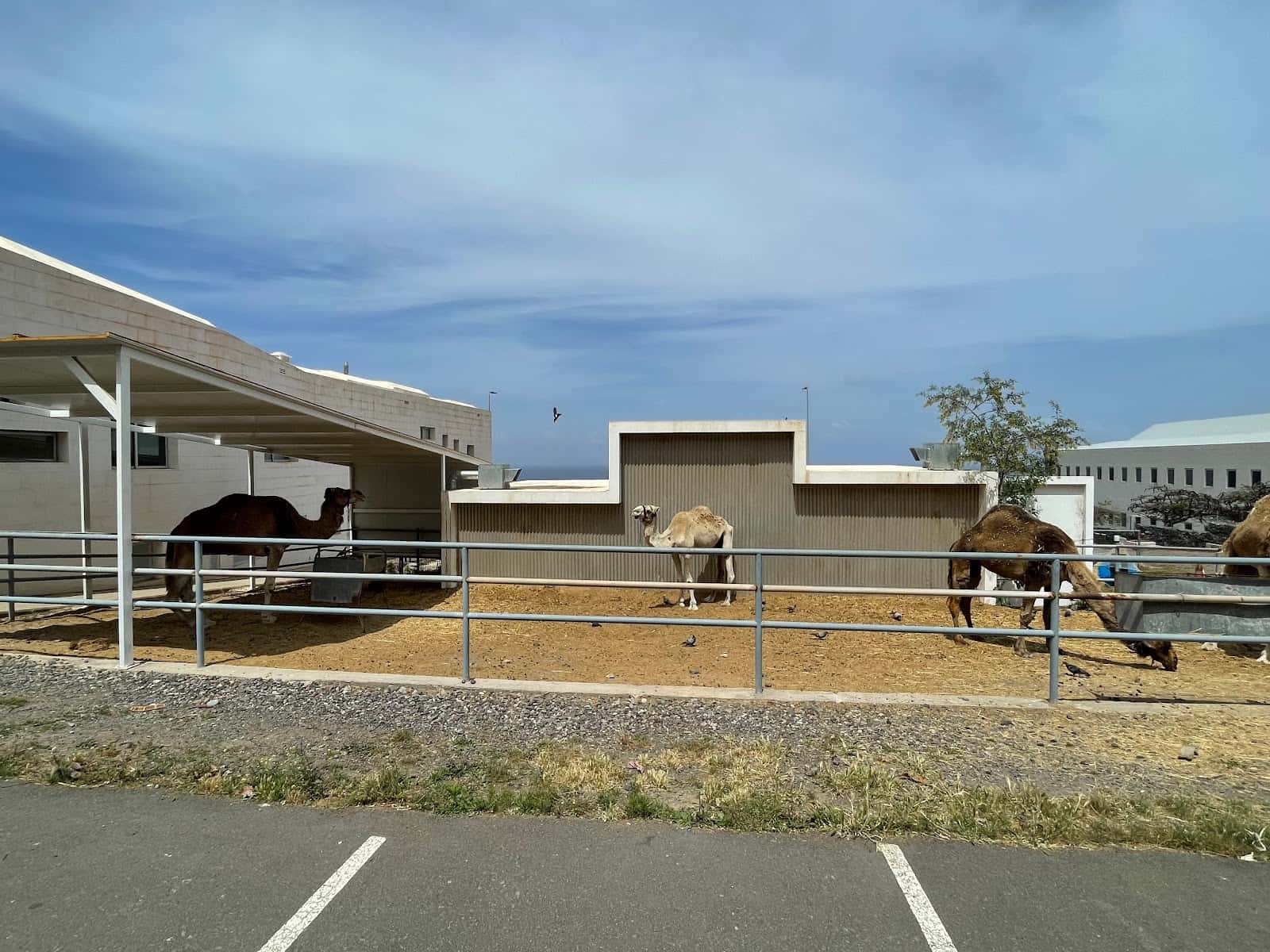 Hospital Clínico Veterinario