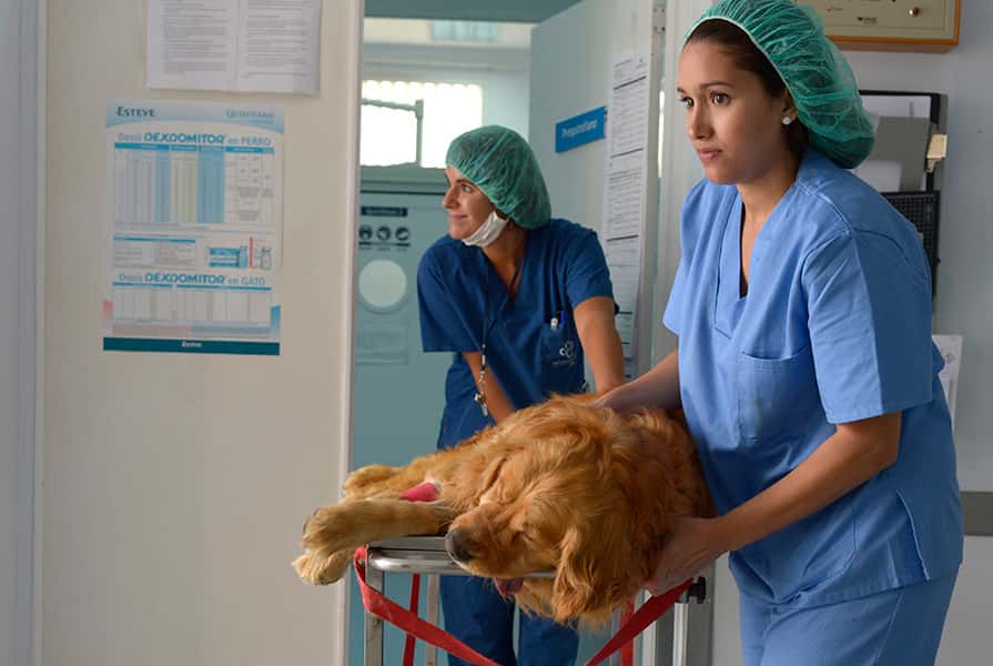 hospital clinico veterinario veterinario hospital en arucas en las palmas principalImage ADOPTA Sitios Pet Friendly