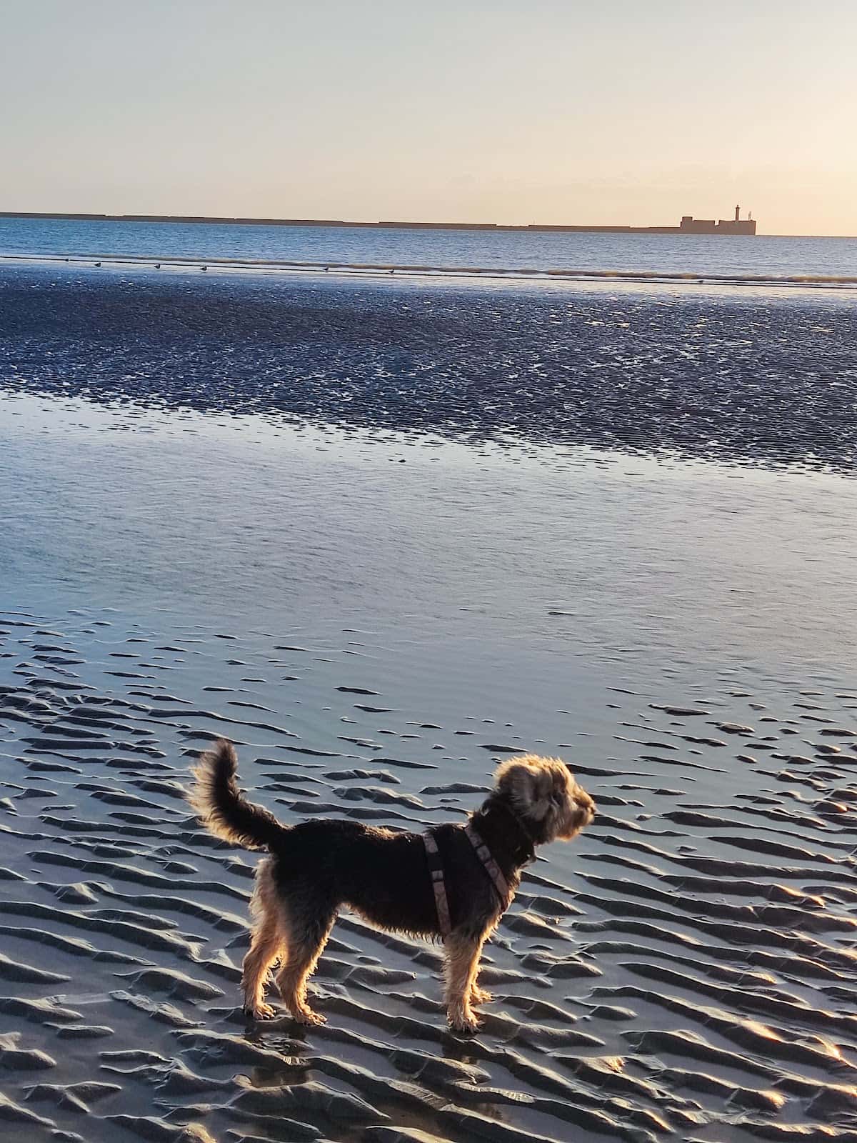 Consulta Veterinaria Princesa Ico. Axular Llantada Fdez