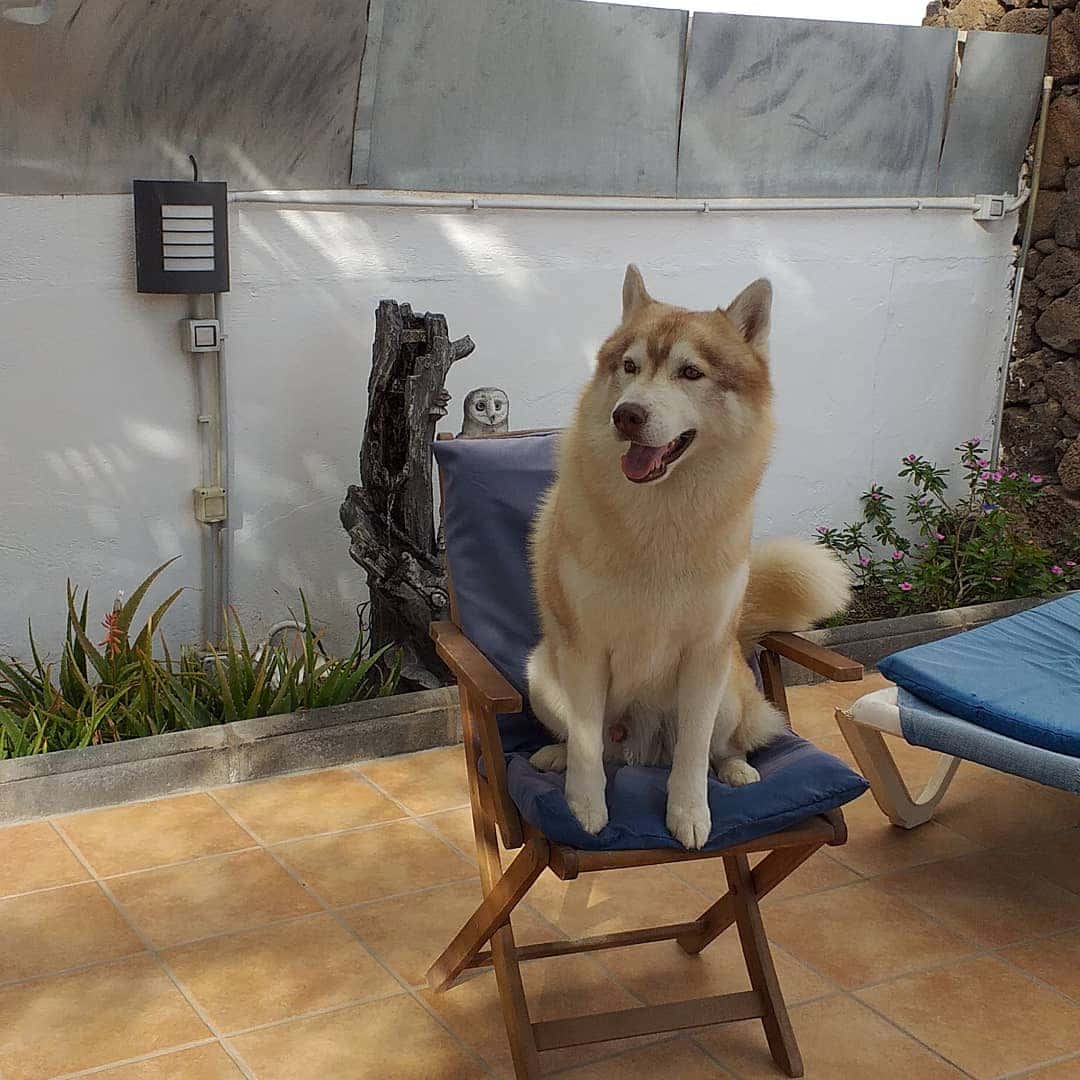 Consulta Veterinaria Princesa Ico. Axular Llantada Fdez