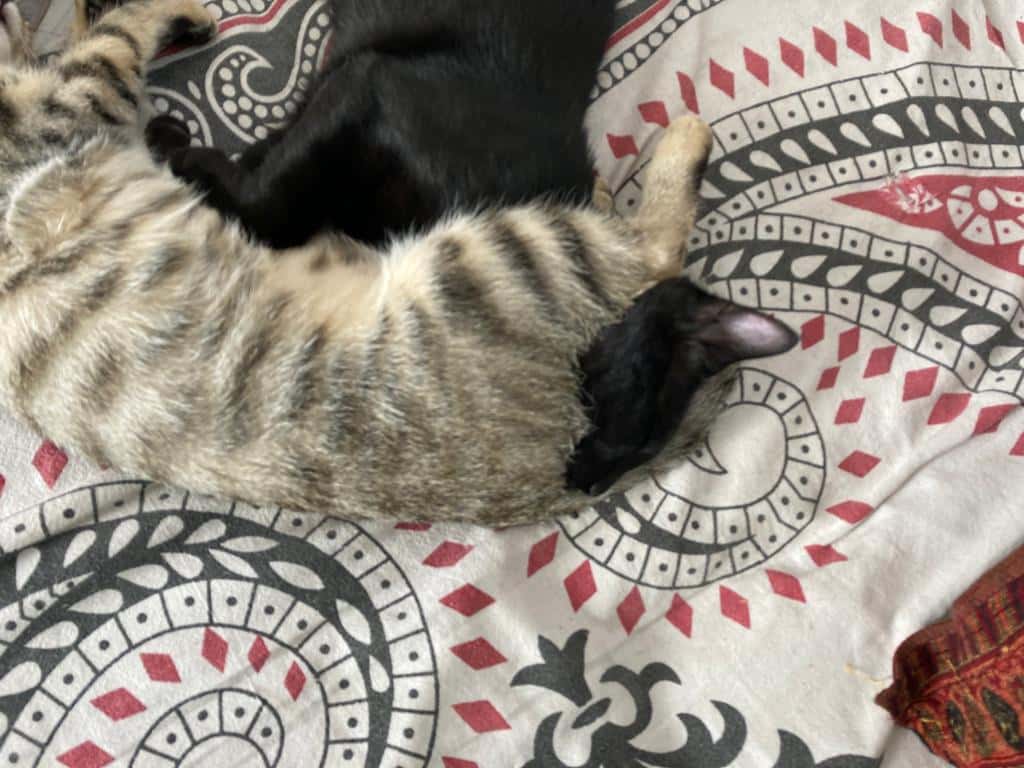 Consulta Veterinaria Princesa Ico. Axular Llantada Fdez