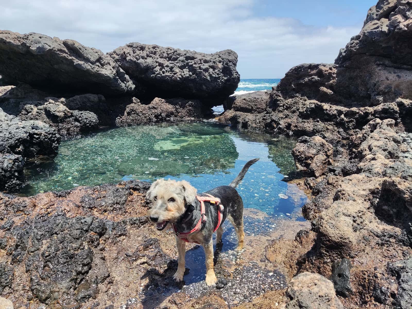 Consulta Veterinaria Princesa Ico. Axular Llantada Fdez