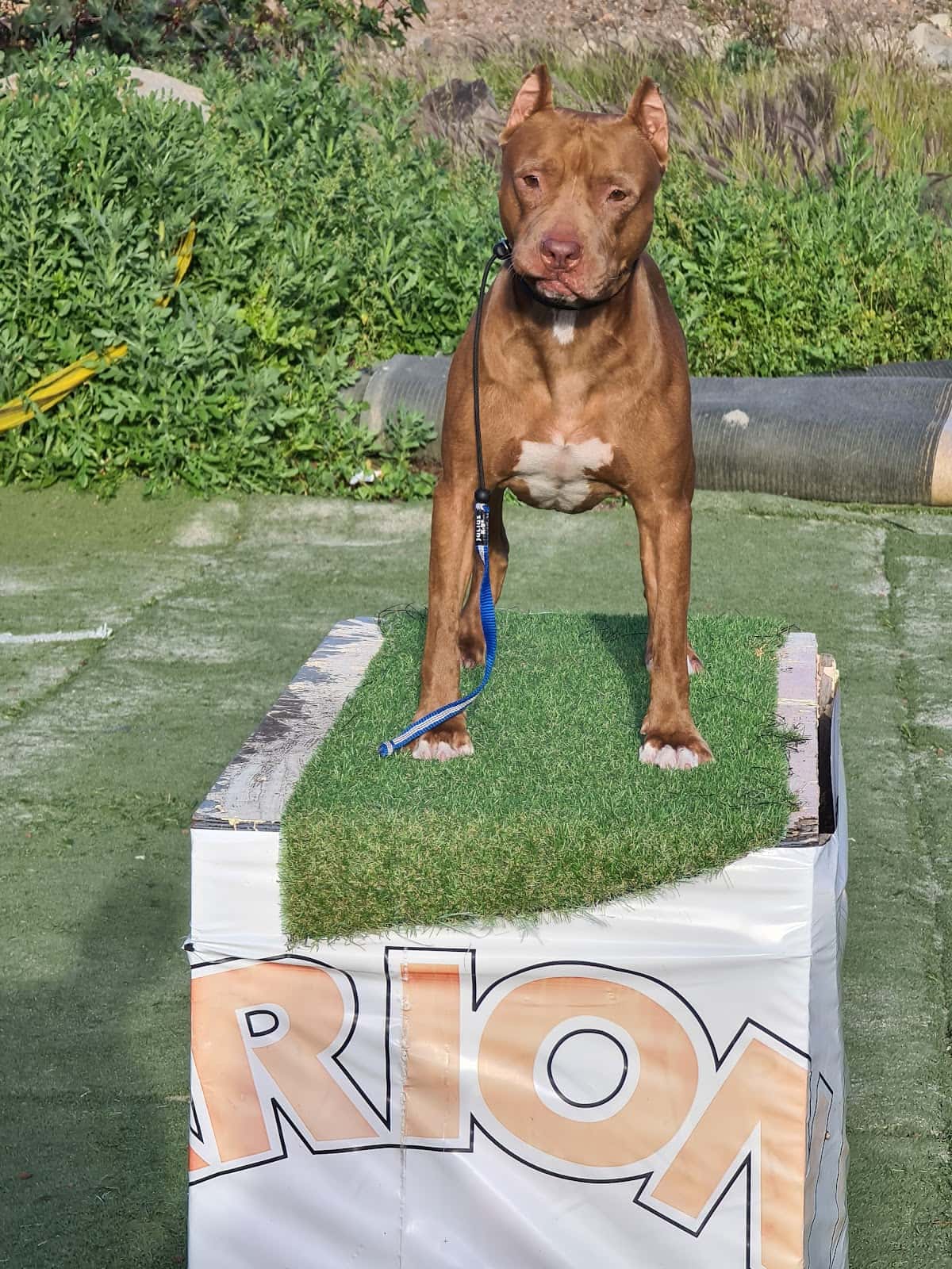 Clínica Veterinaria La Amazonia