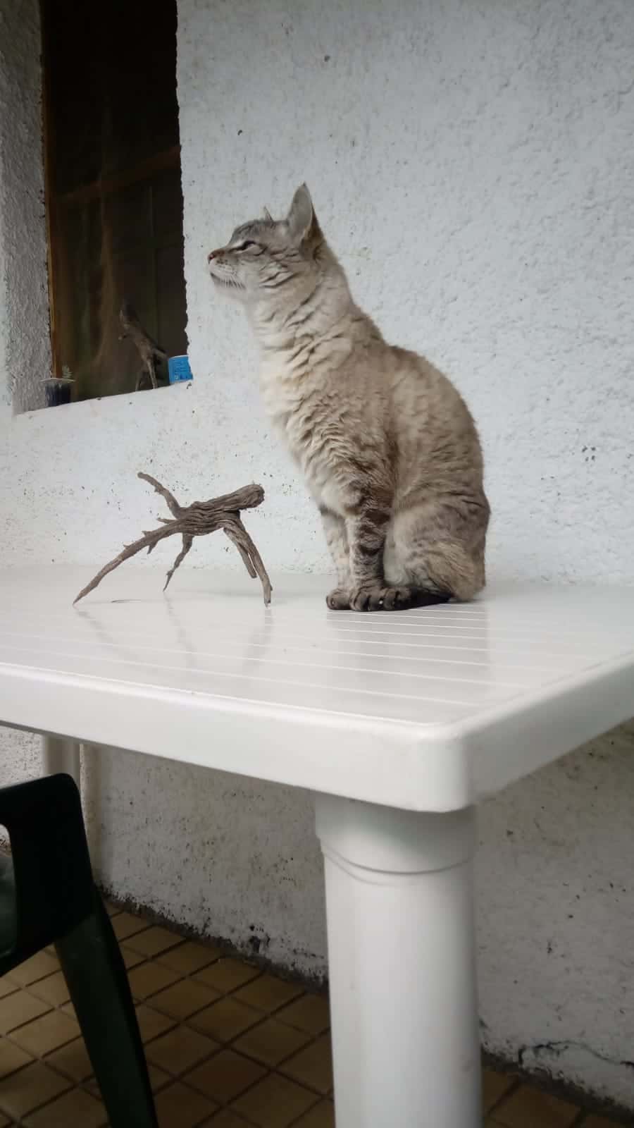Clínica Veterinaria La Amazonia