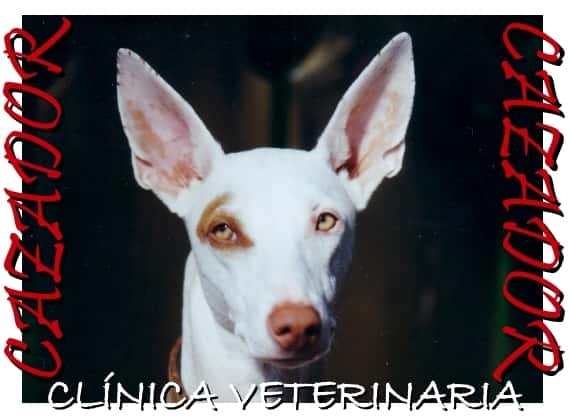 clinica veterinaria cazador veterinario clinica en san bartolome en las palmas principalImage ADOPTA Sitios Pet Friendly