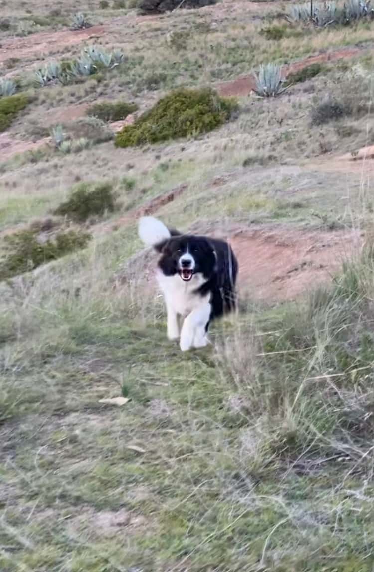 Clínica Veterinaria Tenesoya