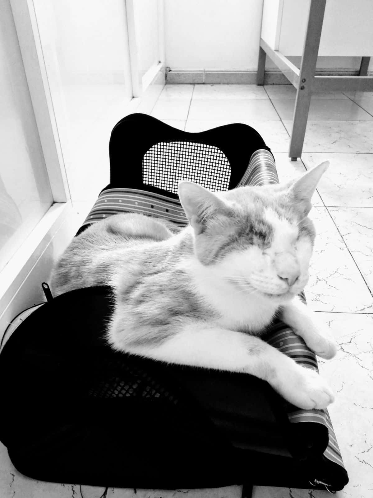 Clínica Veterinaria Arguineguín