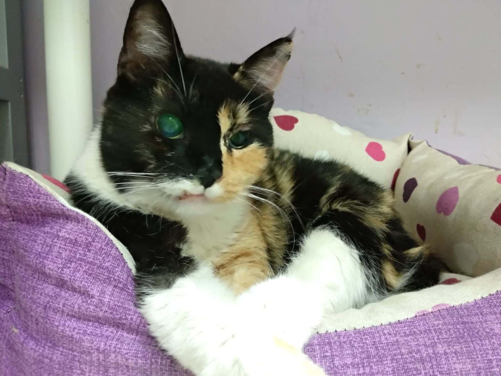 Clínica Veterinaria Arguineguín