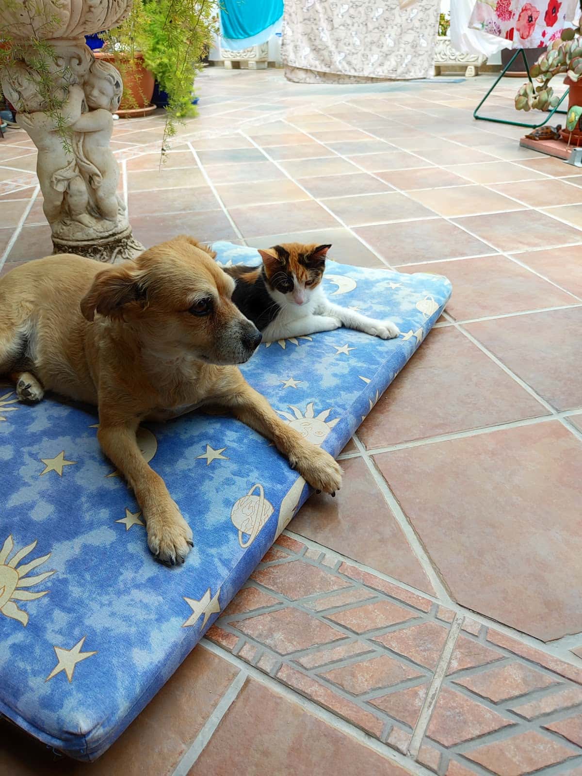Centro Veterinario Puerto Rico